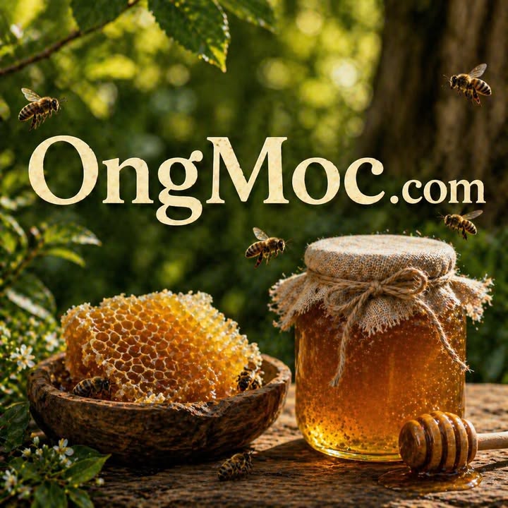 ongmoc.com